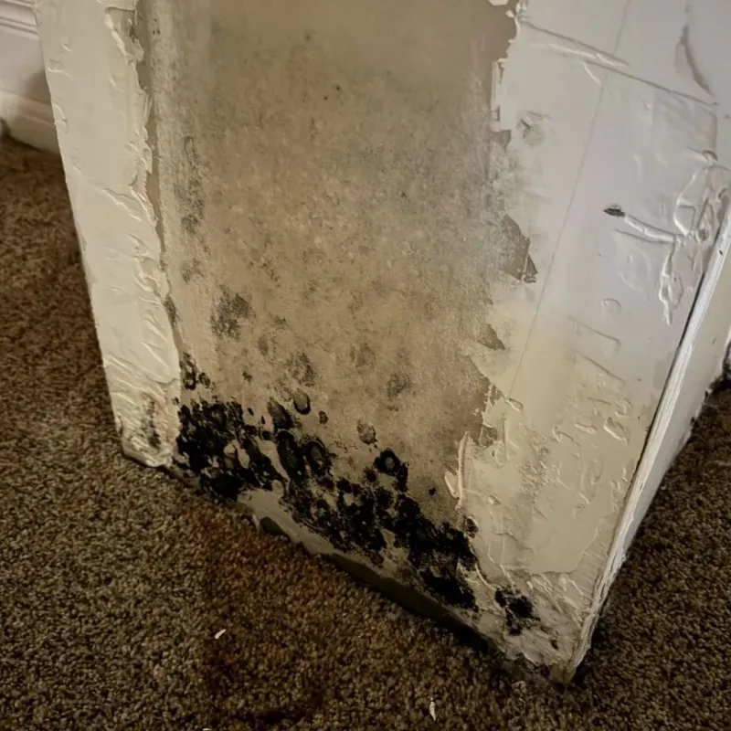 Professional Mold Removal in Houston, TX